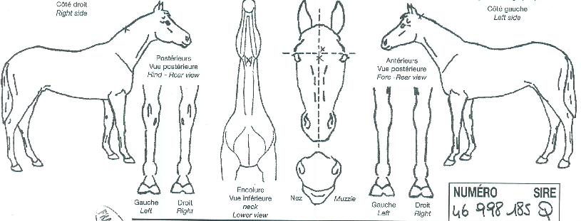 ¼Å¶·£µåÀÇ Ãø¸é,¿ì¸é,µÞ¸é,µÎ»ó,´Ù¸®ÀÇ Æ¯Â¡µµÇØ