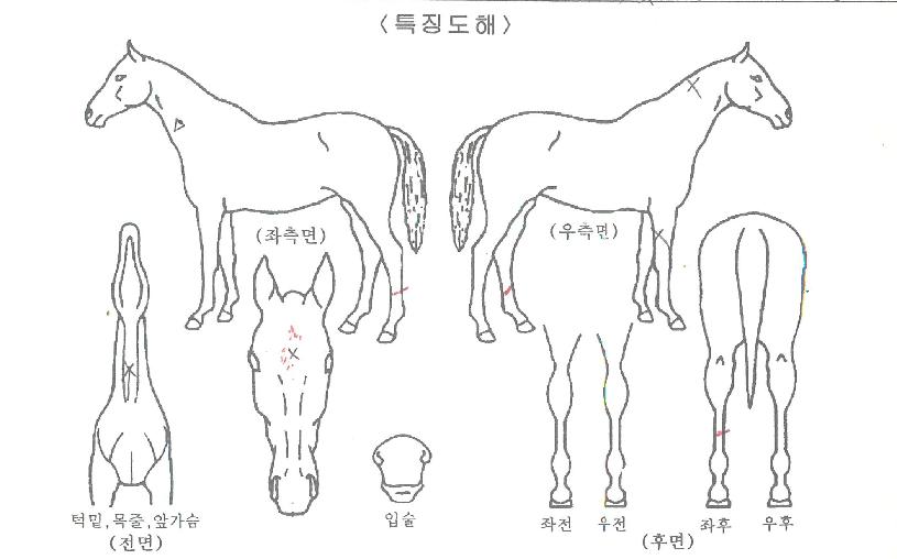 ȯÈñÀǹ°°áÀÚ¸¶ÀÇ Ãø¸é,¿ì¸é,µÞ¸é,µÎ»ó,´Ù¸®ÀÇ Æ¯Â¡µµÇØ