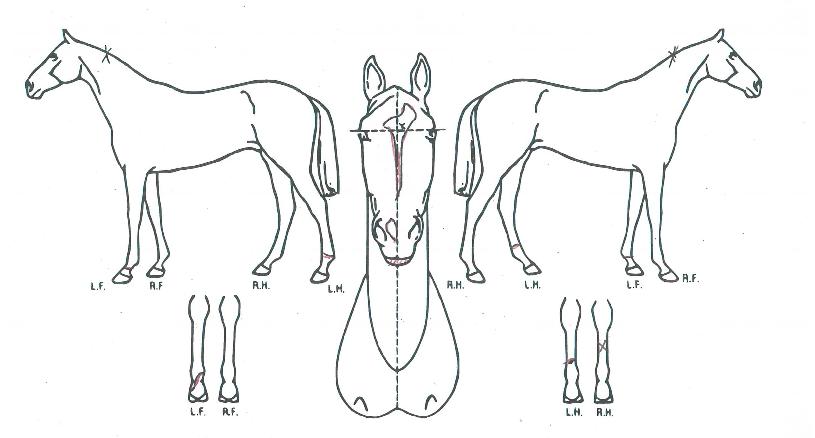 ÇØ³»¸¶ÀÇ Ãø¸é,¿ì¸é,µÞ¸é,µÎ»ó,´Ù¸®ÀÇ Æ¯Â¡µµÇØ