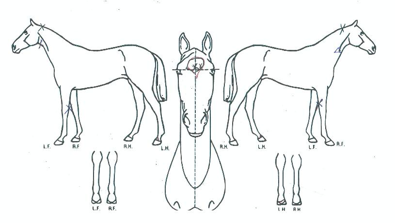 �����ø����� ����,���,�޸�,�λ�,�ٸ��� Ư¡����