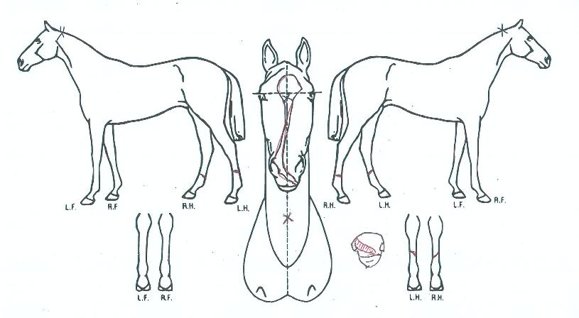 ����Ƽ���庸���� ����,���,�޸�,�λ�,�ٸ��� Ư¡����