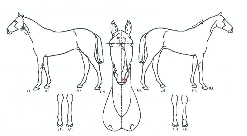 ¾ÆÄ¡¾ÆÄ¡¾ÆÄ¡ÀÇ Ãø¸é,¿ì¸é,µÞ¸é,µÎ»ó,´Ù¸®ÀÇ Æ¯Â¡µµÇØ