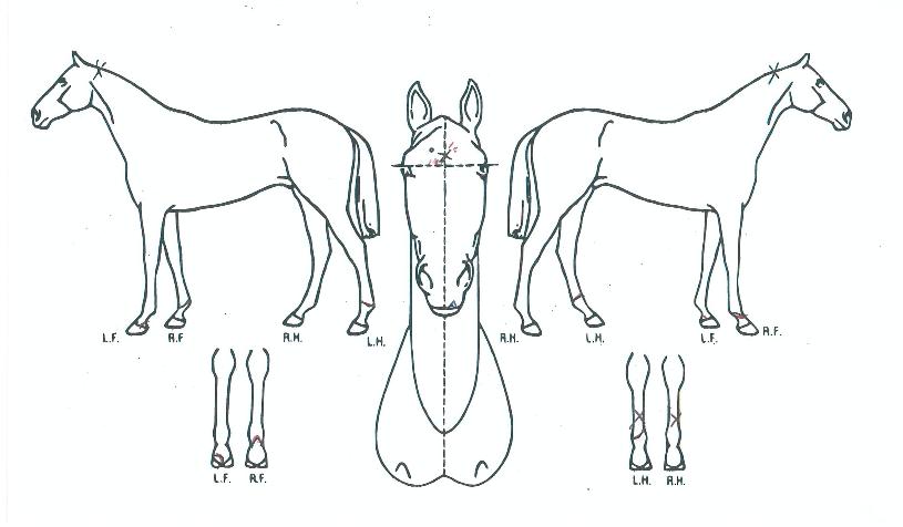 ÇÏÀÌÄ巯ƼÀÇ Ãø¸é,¿ì¸é,µÞ¸é,µÎ»ó,´Ù¸®ÀÇ Æ¯Â¡µµÇØ