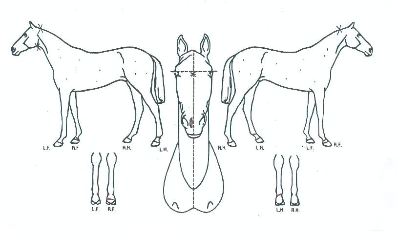 ·¹º¸·¹À̵ðÀÇ Ãø¸é,¿ì¸é,µÞ¸é,µÎ»ó,´Ù¸®ÀÇ Æ¯Â¡µµÇØ