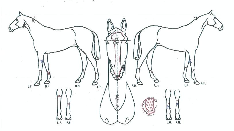 ½Ã½ºÇª¸¶ÇÁ¸°¼¼½ºÀÇ Ãø¸é,¿ì¸é,µÞ¸é,µÎ»ó,´Ù¸®ÀÇ Æ¯Â¡µµÇØ