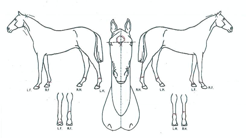 ½ºÅ¸Ç÷¡Æ¼³ÑÀÇ Ãø¸é,¿ì¸é,µÞ¸é,µÎ»ó,´Ù¸®ÀÇ Æ¯Â¡µµÇØ