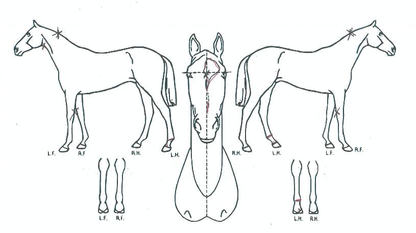 ³ëºíÇÏÀ̳׽ºÀÇ Ãø¸é,¿ì¸é,µÞ¸é,µÎ»ó,´Ù¸®ÀÇ Æ¯Â¡µµÇØ