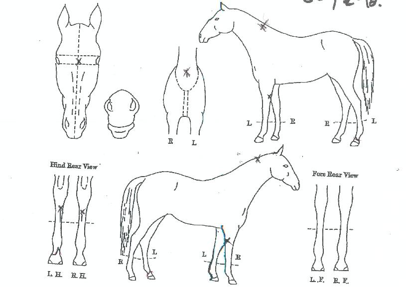 µ¿ÇØÅ¬·´ÀÇ Ãø¸é,¿ì¸é,µÞ¸é,µÎ»ó,´Ù¸®ÀÇ Æ¯Â¡µµÇØ