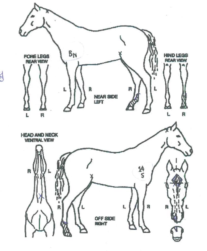 ·¯ºí¸®Çï¸äÀÇ Ãø¸é,¿ì¸é,µÞ¸é,µÎ»ó,´Ù¸®ÀÇ Æ¯Â¡µµÇØ