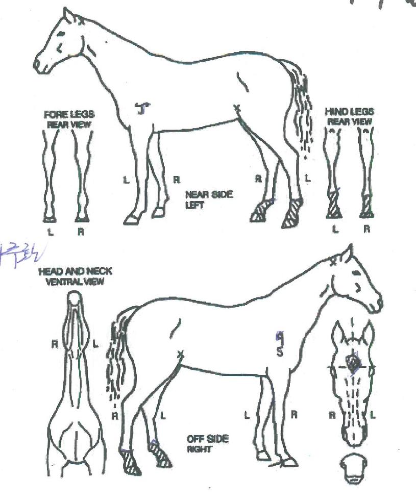 ���̳�ĭ������ ����,���,�޸�,�λ�,�ٸ��� Ư¡����