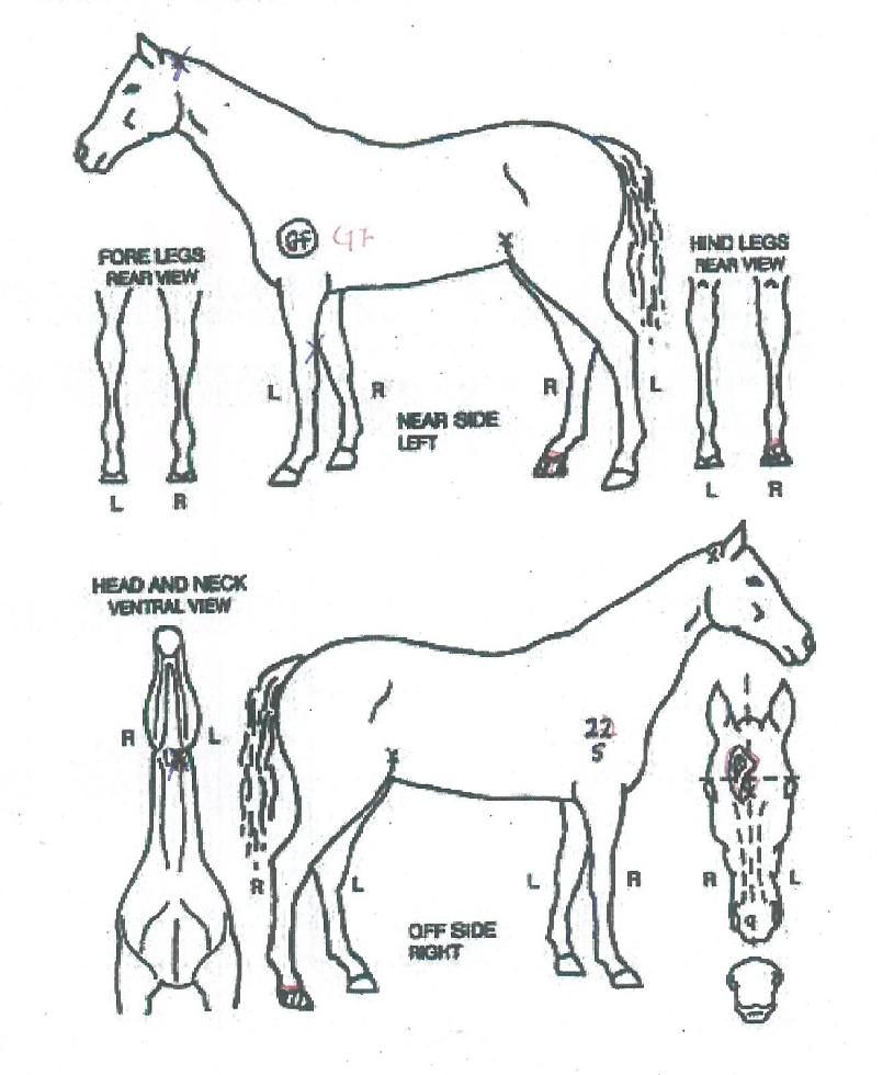 ���̳ο������� ����,���,�޸�,�λ�,�ٸ��� Ư¡����