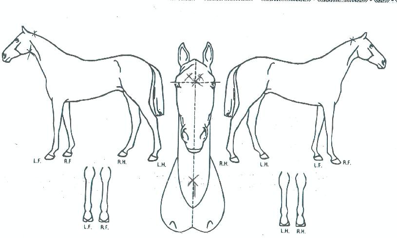 ����Ʈ������ ����,���,�޸�,�λ�,�ٸ��� Ư¡����