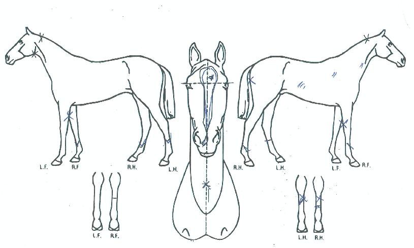 º£½ºÆ®±ºÇÔÀÇ Ãø¸é,¿ì¸é,µÞ¸é,µÎ»ó,´Ù¸®ÀÇ Æ¯Â¡µµÇØ