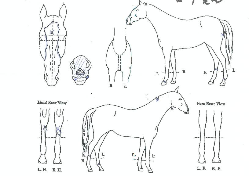 ±Ý¾ÆÆÈÄÜÀÇ Ãø¸é,¿ì¸é,µÞ¸é,µÎ»ó,´Ù¸®ÀÇ Æ¯Â¡µµÇØ