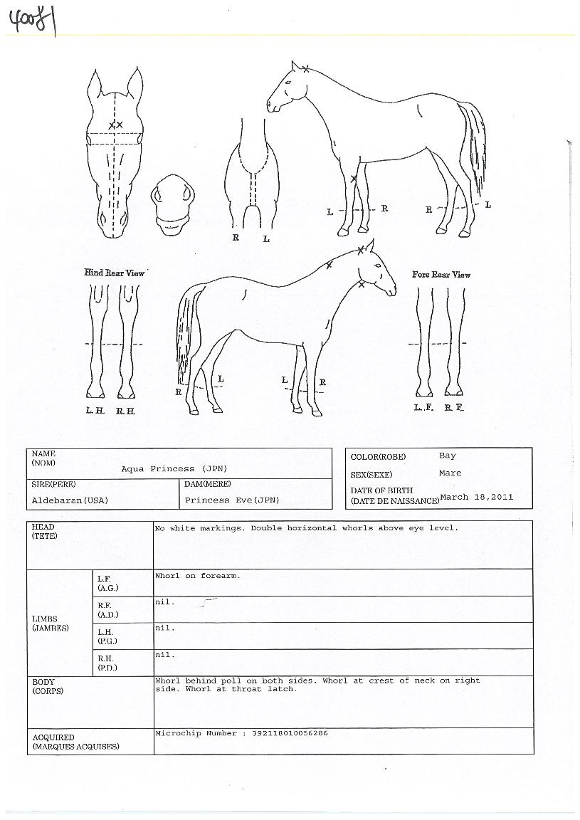 ¾ÆÄí¾ÆÇÁ¸°¼¼½ºÀÇ Ãø¸é,¿ì¸é,µÞ¸é,µÎ»ó,´Ù¸®ÀÇ Æ¯Â¡µµÇØ
