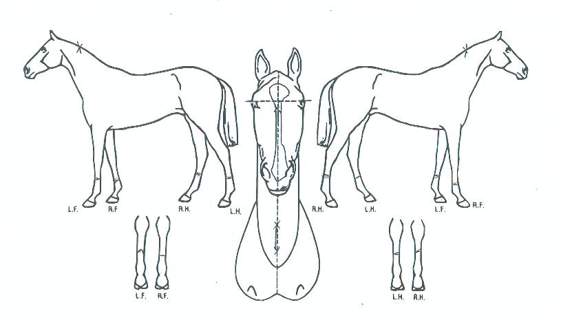 ����ġ�� ����,���,�޸�,�λ�,�ٸ��� Ư¡����