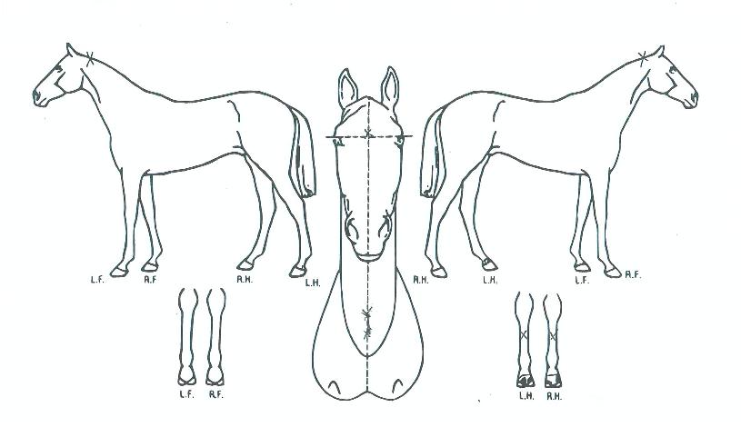 ÃÖ°°í¼öÀÇ Ãø¸é,¿ì¸é,µÞ¸é,µÎ»ó,´Ù¸®ÀÇ Æ¯Â¡µµÇØ