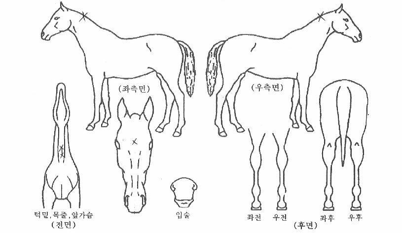 ´Þ°ú±¸¸§ÀÇ Ãø¸é,¿ì¸é,µÞ¸é,µÎ»ó,´Ù¸®ÀÇ Æ¯Â¡µµÇØ