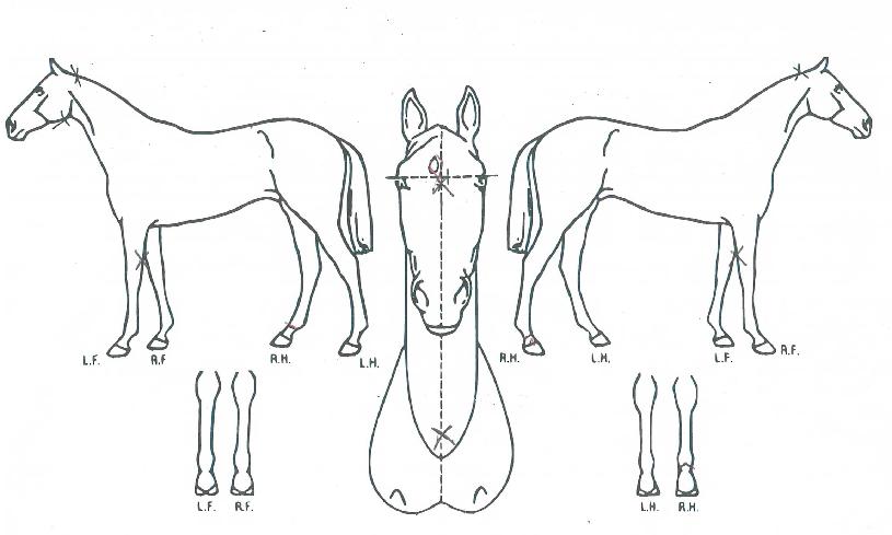 û´ãÁö´ÏÀÇ Ãø¸é,¿ì¸é,µÞ¸é,µÎ»ó,´Ù¸®ÀÇ Æ¯Â¡µµÇØ