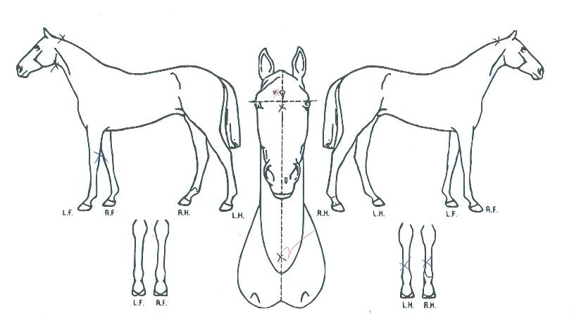 �ر������ ����,���,�޸�,�λ�,�ٸ��� Ư¡����