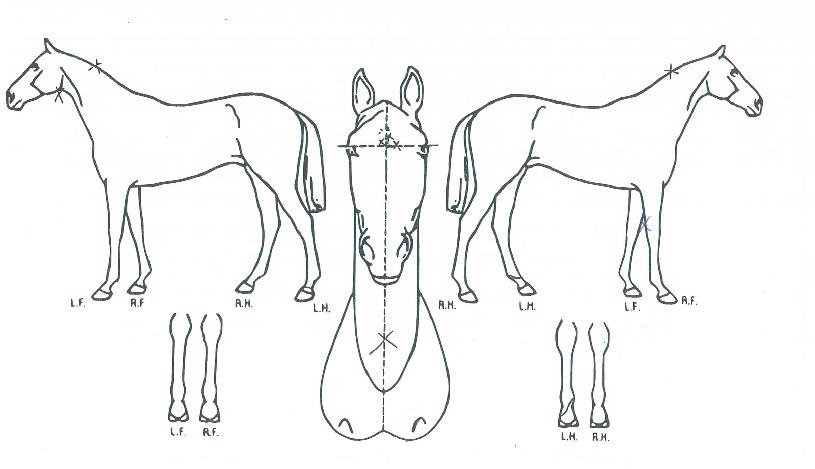 ³¯Ä«·Î¿îŰ½ºÀÇ Ãø¸é,¿ì¸é,µÞ¸é,µÎ»ó,´Ù¸®ÀÇ Æ¯Â¡µµÇØ