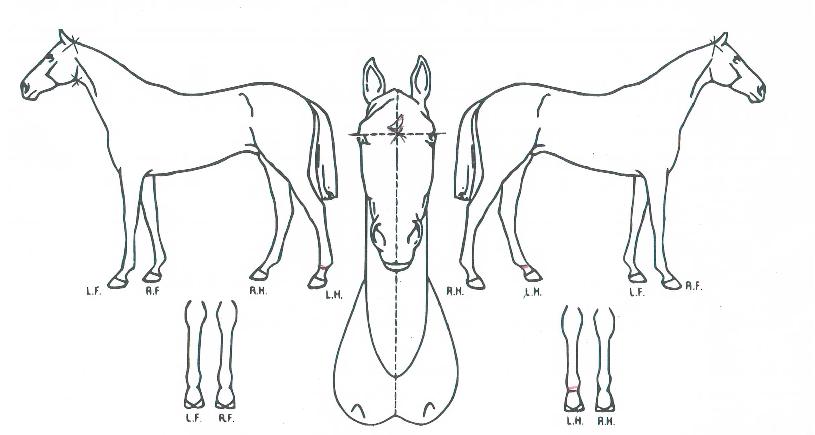 ¿¡¸ð¸®»è½ºÀÇ Ãø¸é,¿ì¸é,µÞ¸é,µÎ»ó,´Ù¸®ÀÇ Æ¯Â¡µµÇØ