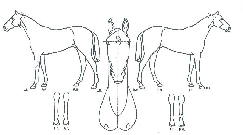 ���ϵ�����Ʈ�� ����,���,�޸�,�λ�,�ٸ��� Ư¡����