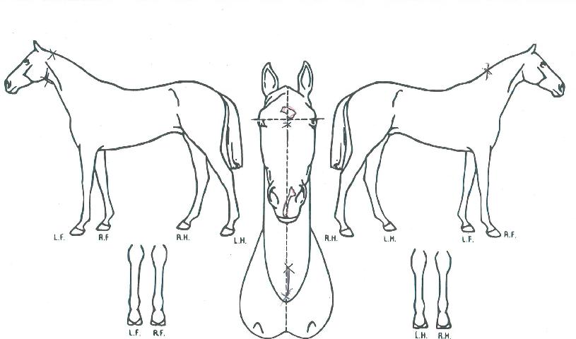 ½´ÆÛÇ÷çÀ̵åÀÇ Ãø¸é,¿ì¸é,µÞ¸é,µÎ»ó,´Ù¸®ÀÇ Æ¯Â¡µµÇØ