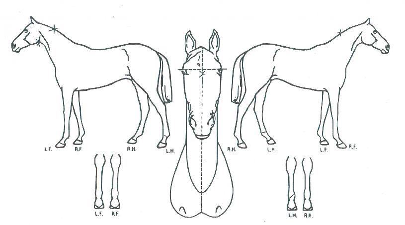 �ڷ���ī�ٿ��� ����,���,�޸�,�λ�,�ٸ��� Ư¡����