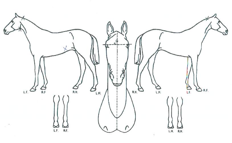 ÇØ³ª·¡ÀÇ Ãø¸é,¿ì¸é,µÞ¸é,µÎ»ó,´Ù¸®ÀÇ Æ¯Â¡µµÇØ