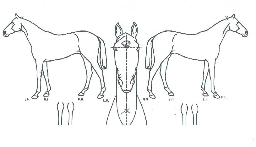 �Ｚ������ ����,���,�޸�,�λ�,�ٸ��� Ư¡����