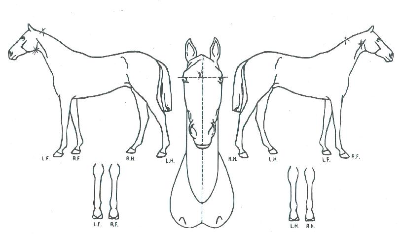 �������� ����,���,�޸�,�λ�,�ٸ��� Ư¡����