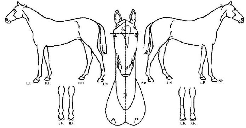 ÆãŰ¾¾ÇÇ¿¡ÀÌÀÇ Ãø¸é,¿ì¸é,µÞ¸é,µÎ»ó,´Ù¸®ÀÇ Æ¯Â¡µµÇØ