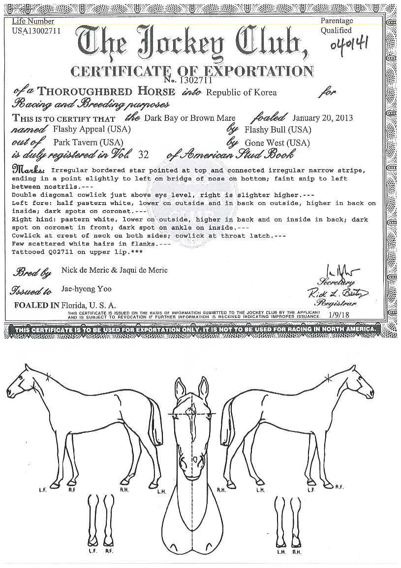 Ç÷¡½Ã¾îÇÊÀÇ Ãø¸é,¿ì¸é,µÞ¸é,µÎ»ó,´Ù¸®ÀÇ Æ¯Â¡µµÇØ