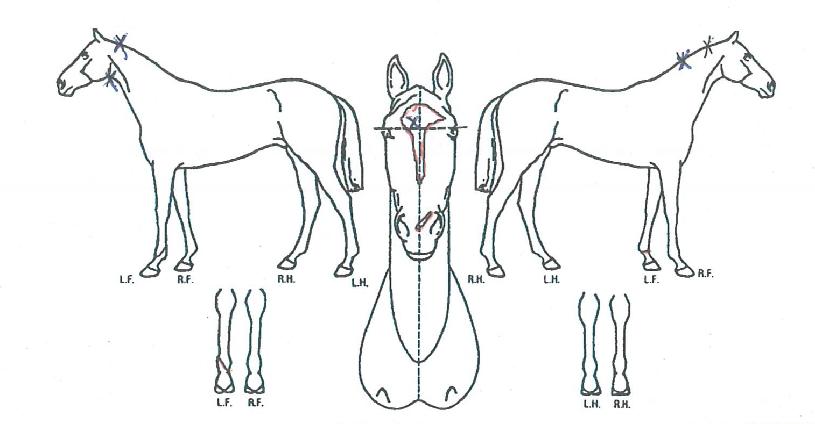 ���̵巹���� ����,���,�޸�,�λ�,�ٸ��� Ư¡����