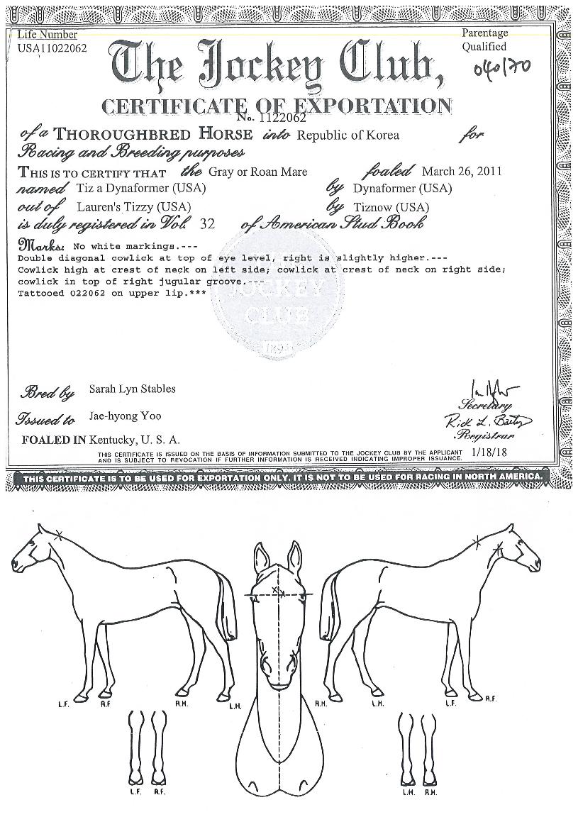 ƼÁî¾î´ÙÀ̳ªÆ÷¸ÓÀÇ Ãø¸é,¿ì¸é,µÞ¸é,µÎ»ó,´Ù¸®ÀÇ Æ¯Â¡µµÇØ