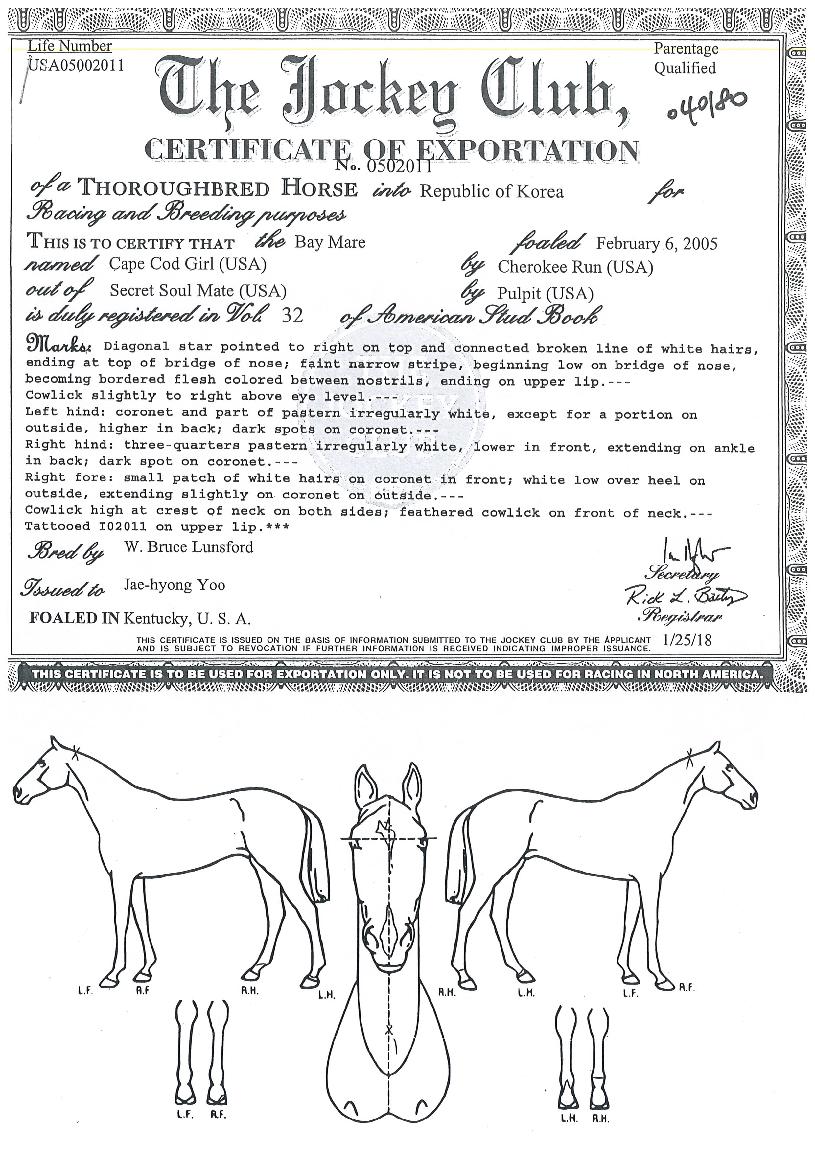 �������ڵ���� ����,���,�޸�,�λ�,�ٸ��� Ư¡����