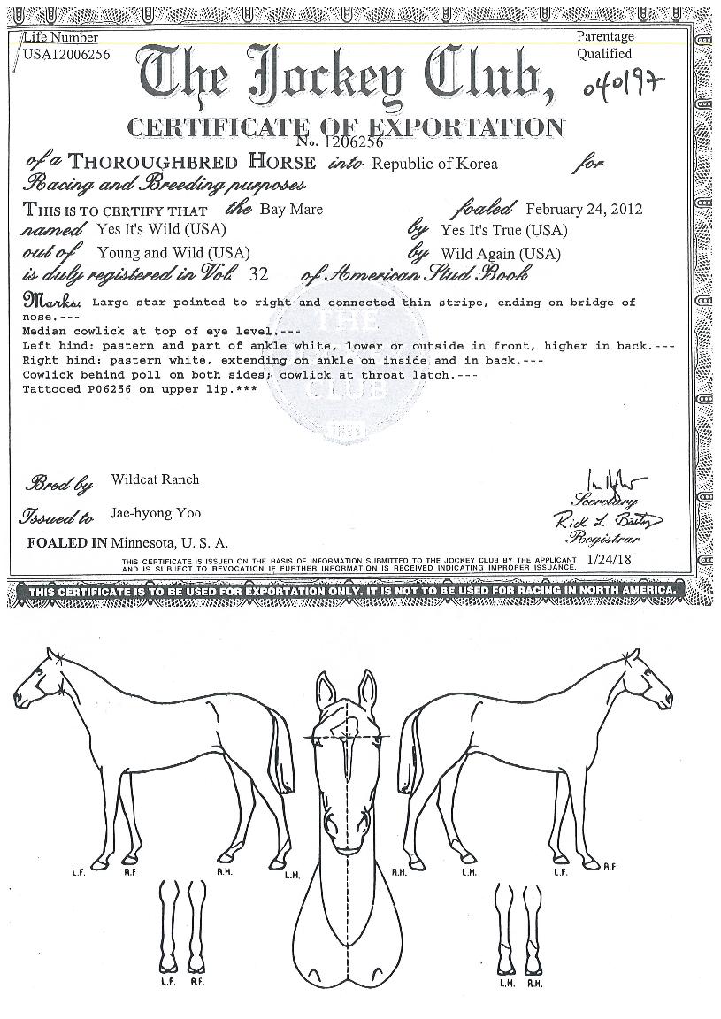 ¿¹½ºÀÕÁî¿ÍÀϵåÀÇ Ãø¸é,¿ì¸é,µÞ¸é,µÎ»ó,´Ù¸®ÀÇ Æ¯Â¡µµÇØ