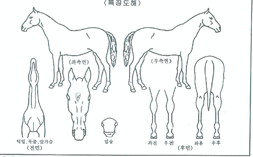 ÆÐ½ºÆ®Æ÷¸¶ÀÇ Ãø¸é,¿ì¸é,µÞ¸é,µÎ»ó,´Ù¸®ÀÇ Æ¯Â¡µµÇØ