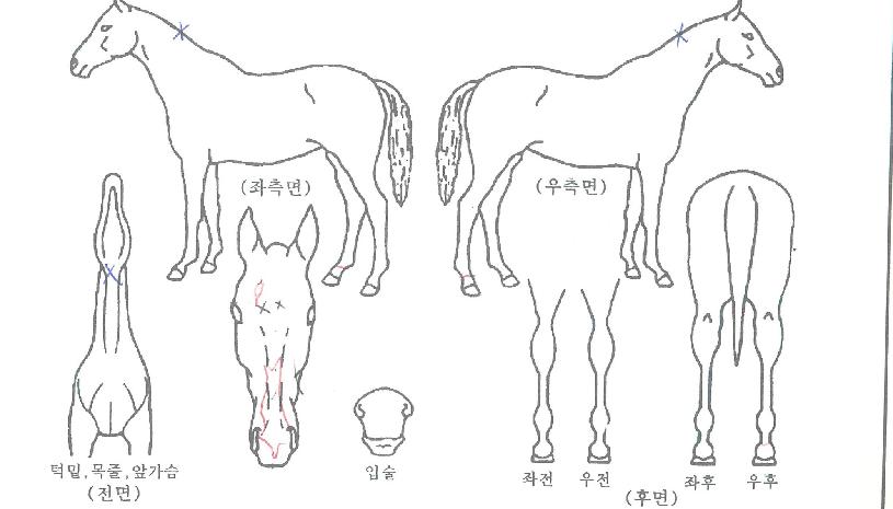 ¿ø´õÇ®½ºÅèÀÇ Ãø¸é,¿ì¸é,µÞ¸é,µÎ»ó,´Ù¸®ÀÇ Æ¯Â¡µµÇØ