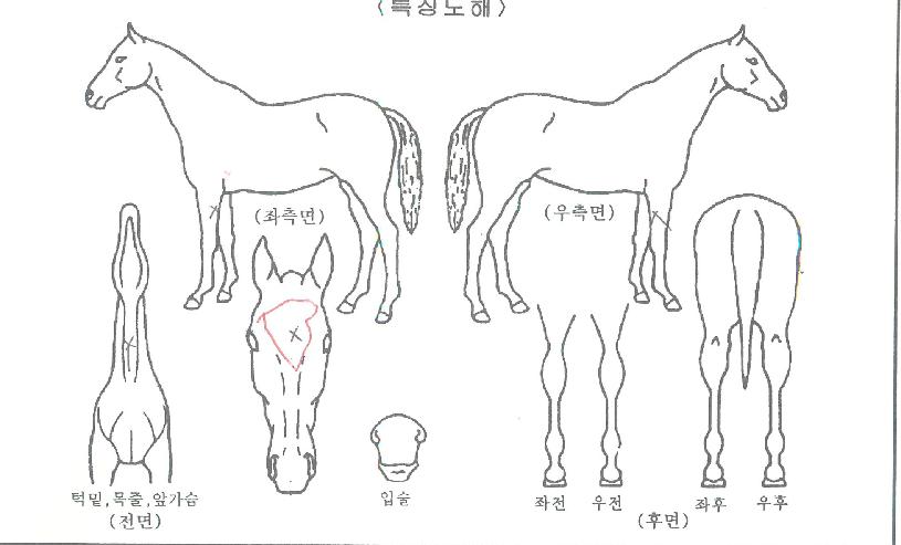 ÃÖ°Å丶ÀÇ Ãø¸é,¿ì¸é,µÞ¸é,µÎ»ó,´Ù¸®ÀÇ Æ¯Â¡µµÇØ