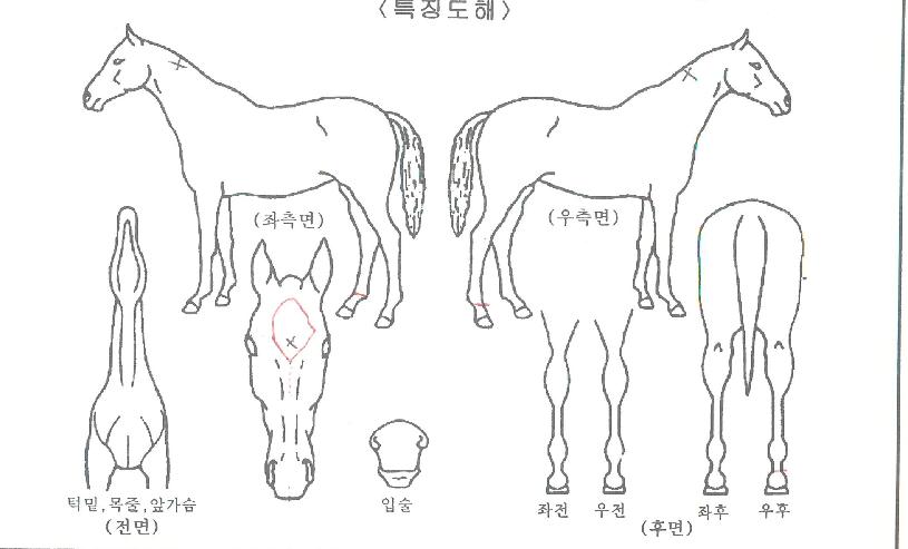 ���̾�ع��̽��ڸ��� ����,���,�޸�,�λ�,�ٸ��� Ư¡����