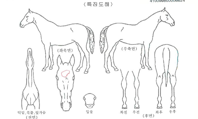 µå¸²Ã¼À̼ÀÇ Ãø¸é,¿ì¸é,µÞ¸é,µÎ»ó,´Ù¸®ÀÇ Æ¯Â¡µµÇØ