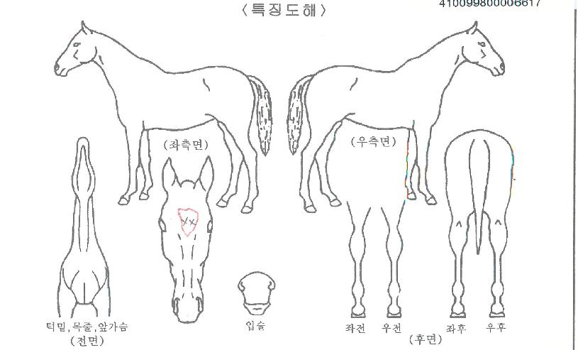 ·ÏÆä°¡¼ö½ºÀÇ Ãø¸é,¿ì¸é,µÞ¸é,µÎ»ó,´Ù¸®ÀÇ Æ¯Â¡µµÇØ