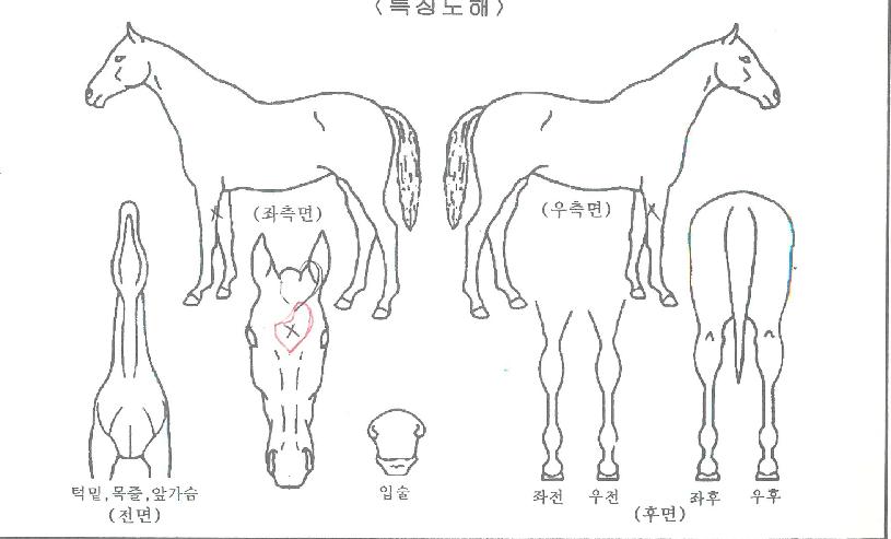 ���׿���Ǯ�ڸ��� ����,���,�޸�,�λ�,�ٸ��� Ư¡����