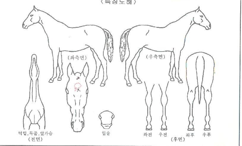 �����ŷ�� ����,���,�޸�,�λ�,�ٸ��� Ư¡����