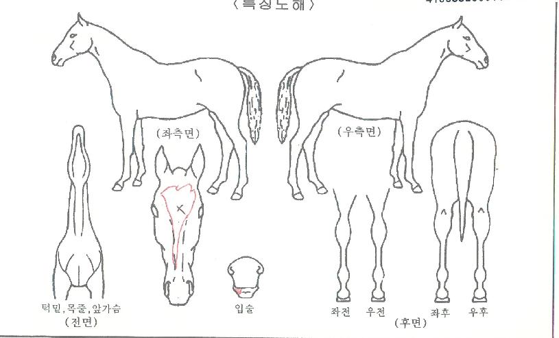 µ¶¸³¿°ÀÇ Ãø¸é,¿ì¸é,µÞ¸é,µÎ»ó,´Ù¸®ÀÇ Æ¯Â¡µµÇØ