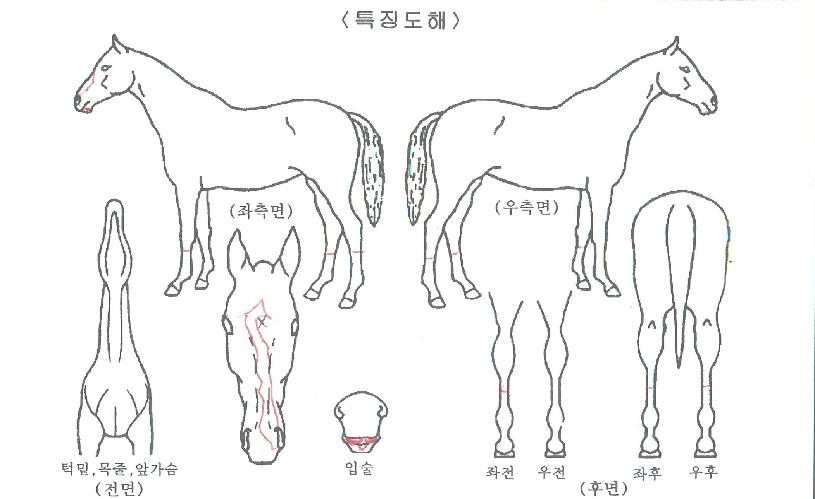 �Ǽ��� ����,���,�޸�,�λ�,�ٸ��� Ư¡����