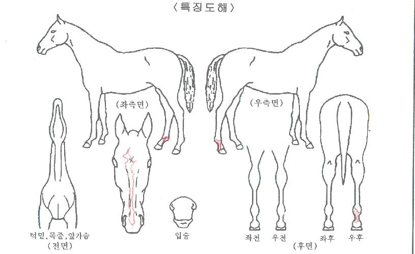 ºòÅ丮·¯³ÊÀÇ Ãø¸é,¿ì¸é,µÞ¸é,µÎ»ó,´Ù¸®ÀÇ Æ¯Â¡µµÇØ