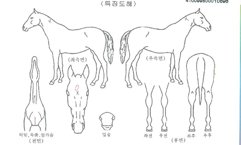 °ñµåºê¸´ÁöÀÇ Ãø¸é,¿ì¸é,µÞ¸é,µÎ»ó,´Ù¸®ÀÇ Æ¯Â¡µµÇØ